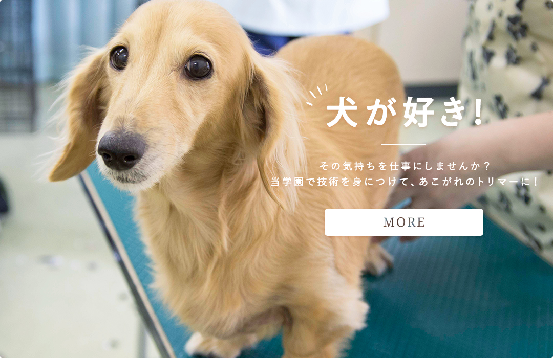 『犬が好き！』その気持ちを仕事にしませんか？当学園で技術を身につけて、あこがれのトリマーに！