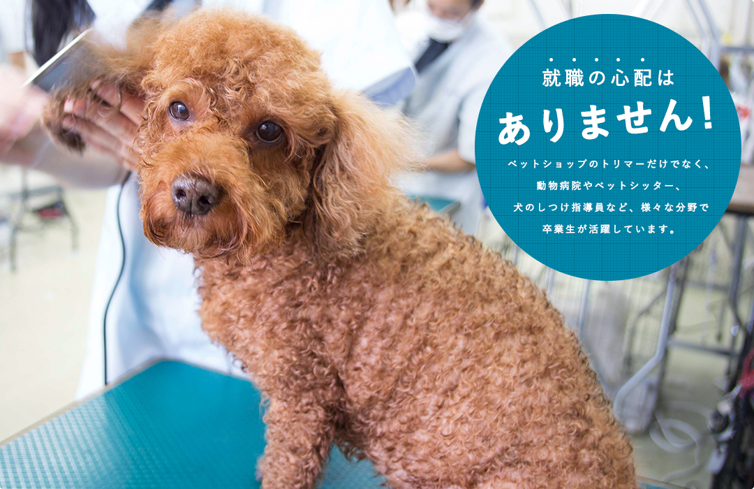 『就職の心配はありません！』ペットショップのトリマーだけでなく、動物病院やペットシッター、犬のしつけ指導員など、様々な分野で卒業生が活躍しています。